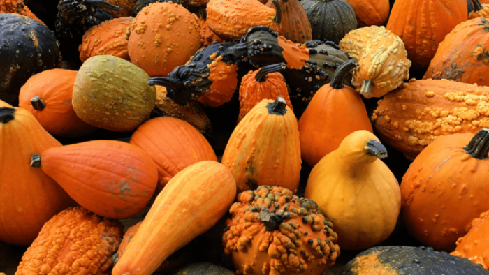 Early pumpkin traditions 